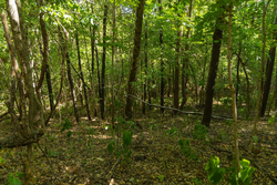property photo for Big White Oak Tract 111, 8.51 acres for sale in Perry County, Tennessee