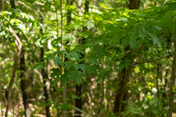 property photo for Big White Oak Tract 111, 8.51 acres for sale in Perry County, Tennessee