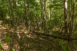 property photo for Big White Oak Tract 111, 8.51 acres for sale in Perry County, Tennessee