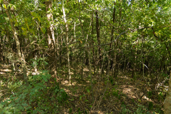 property photo for Big White Oak Tract 111, 8.51 acres for sale in Perry County, Tennessee
