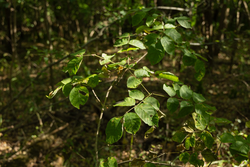 property photo for Big White Oak Tract 111, 8.51 acres for sale in Perry County, Tennessee