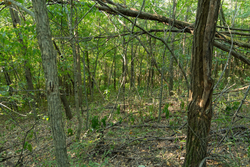 property photo for Big White Oak Tract 111, 8.51 acres for sale in Perry County, Tennessee