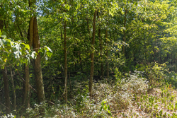 property photo for Big White Oak Tract 111, 8.51 acres for sale in Perry County, Tennessee