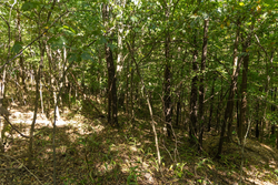 property photo for Big White Oak Tract 111, 8.51 acres for sale in Perry County, Tennessee