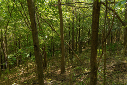 property photo for Big White Oak Tract 111, 8.51 acres for sale in Perry County, Tennessee