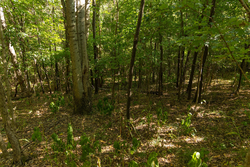 property photo for Big White Oak Tract 111, 8.51 acres for sale in Perry County, Tennessee