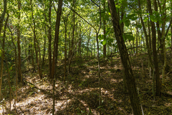 property photo for Big White Oak Tract 111, 8.51 acres for sale in Perry County, Tennessee