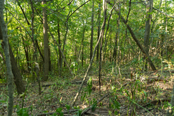 property photo for Big White Oak Tract 111, 8.51 acres for sale in Perry County, Tennessee