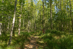 property photo for Big White Oak Tract 114, 5.77 acres for sale in Perry County, Tennessee