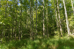 property photo for Big White Oak Tract 114, 5.77 acres for sale in Perry County, Tennessee