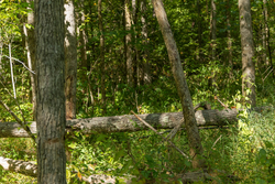 property photo for Big White Oak Tract 114, 5.77 acres for sale in Perry County, Tennessee