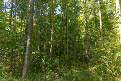 property photo for Big White Oak Tract 114, 5.77 acres for sale in Perry County, Tennessee