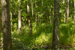 property photo for Big White Oak Tract 114, 5.77 acres for sale in Perry County, Tennessee