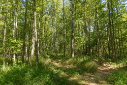 property photo for Big White Oak Tract 114, 5.77 acres for sale in Perry County, Tennessee