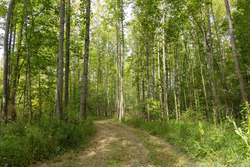 property photo for Big White Oak Tract 114, 5.77 acres for sale in Perry County, Tennessee