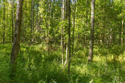 property photo for Big White Oak Tract 114, 5.77 acres for sale in Perry County, Tennessee
