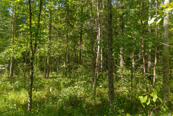 property photo for Big White Oak Tract 114, 5.77 acres for sale in Perry County, Tennessee