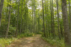 property photo for Big White Oak Tract 114, 5.77 acres for sale in Perry County, Tennessee