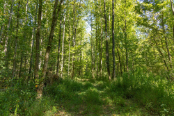 property photo for Big White Oak Tract 114, 5.77 acres for sale in Perry County, Tennessee