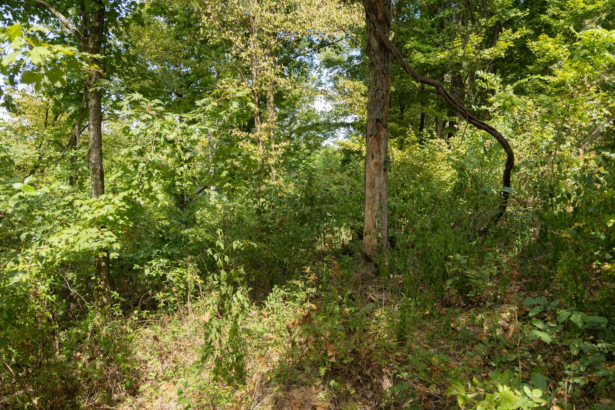Tract 118 at Big White Oak in Perry County, Tennessee