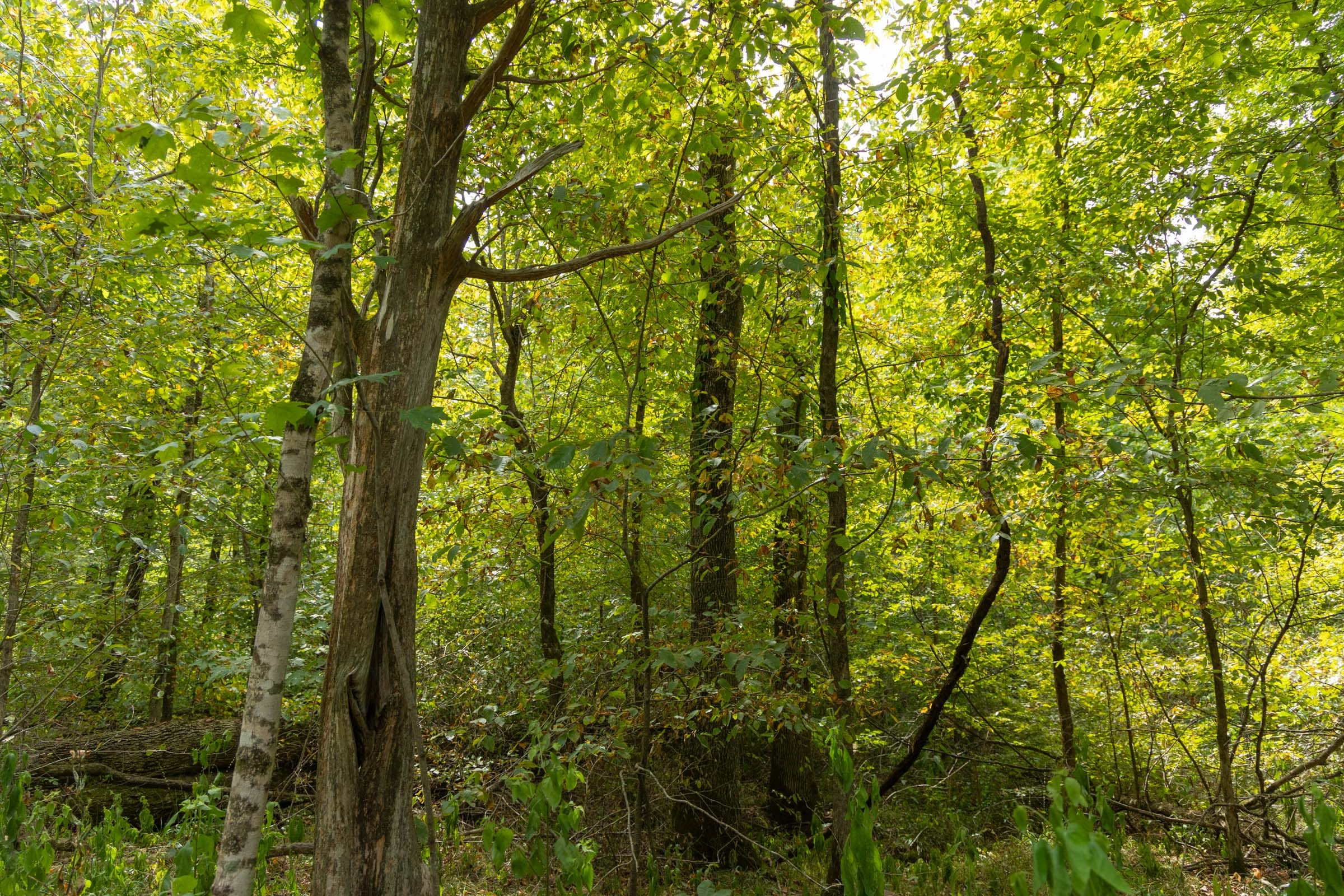 Tract 123 at Big White Oak in Perry County, Tennessee
