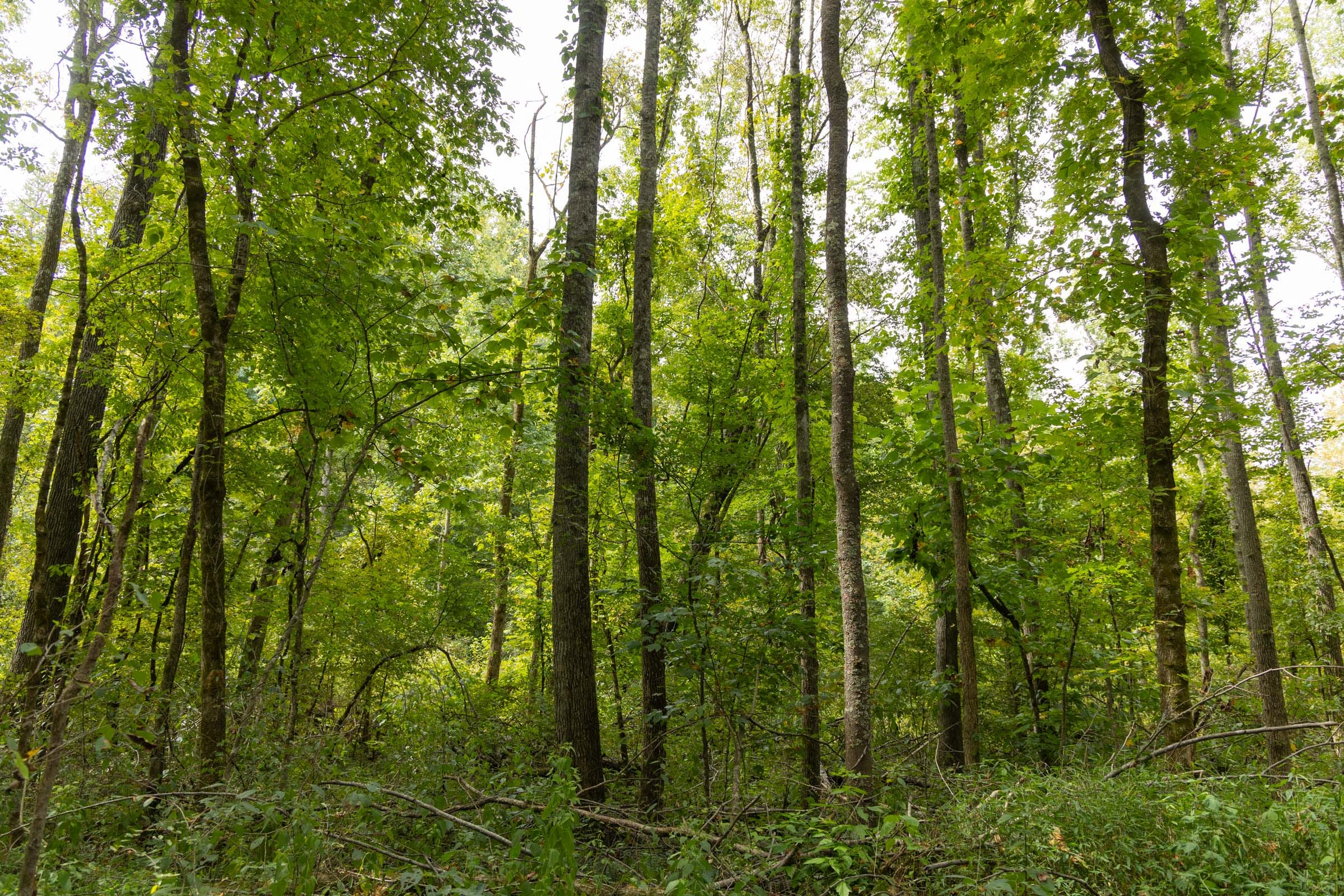 Tract 124 at Big White Oak in Perry County, Tennessee