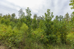 property photo for Big White Oak Tract 126, 9.1 acres for sale in Perry County, Tennessee