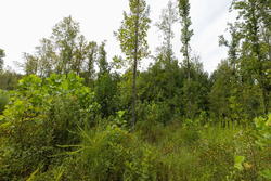 property photo for Big White Oak Tract 126, 9.1 acres for sale in Perry County, Tennessee