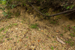 property photo for Big White Oak Tract 126, 9.1 acres for sale in Perry County, Tennessee