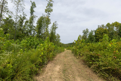 property photo for Big White Oak Tract 126, 9.1 acres for sale in Perry County, Tennessee