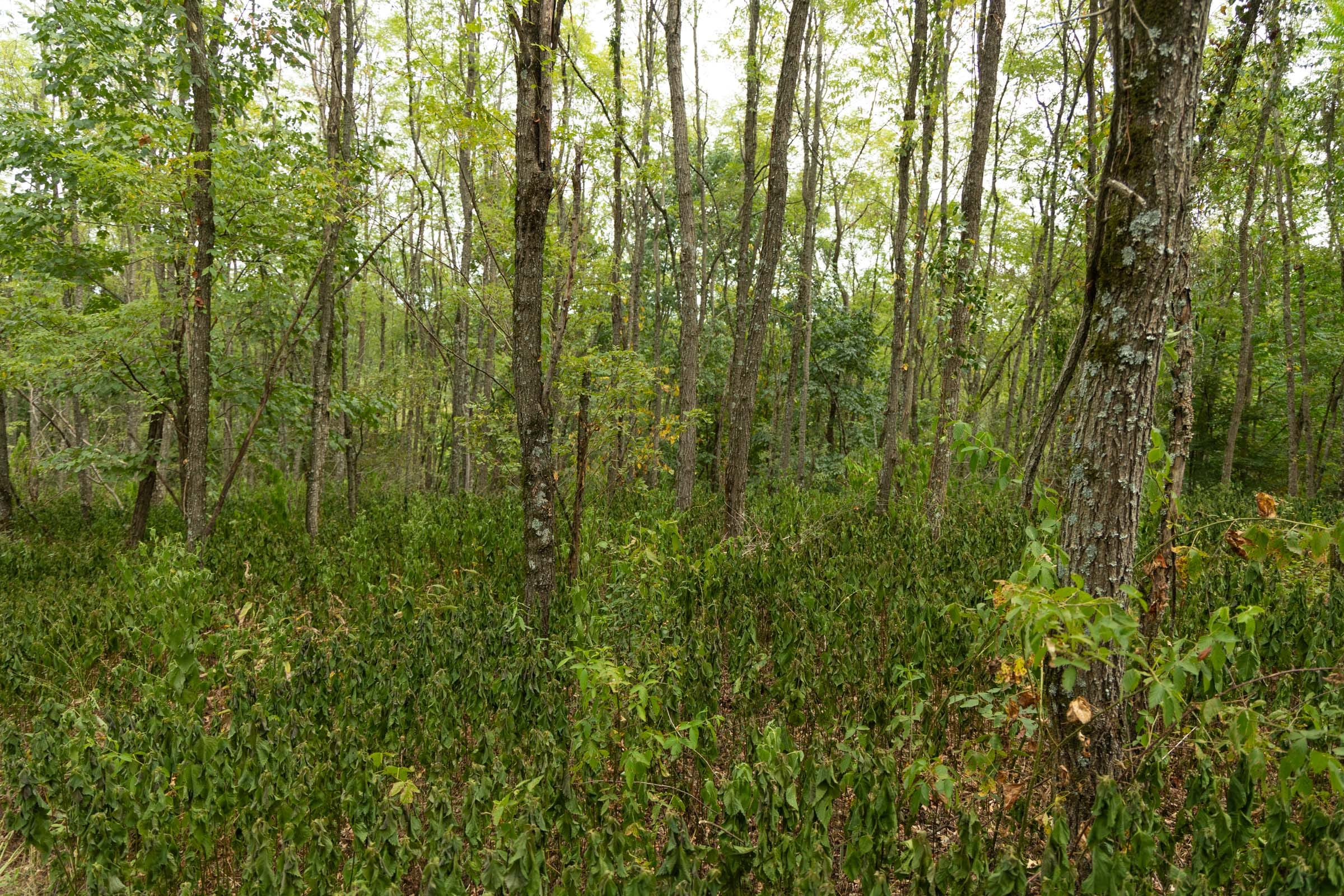 BWO-T135 tract image