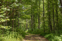 property photo for Big White Oak Tract 137, 12.4 acres for sale in Perry County, Tennessee