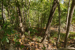 property photo for Big White Oak Tract 137, 12.4 acres for sale in Perry County, Tennessee
