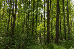 property photo for Big White Oak Tract 137, 12.4 acres for sale in Perry County, Tennessee