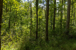 property photo for Big White Oak Tract 137, 12.4 acres for sale in Perry County, Tennessee