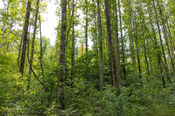 property photo for Big White Oak Tract 137, 12.4 acres for sale in Perry County, Tennessee