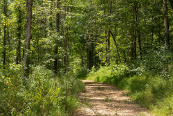 property photo for Big White Oak Tract 137, 12.4 acres for sale in Perry County, Tennessee
