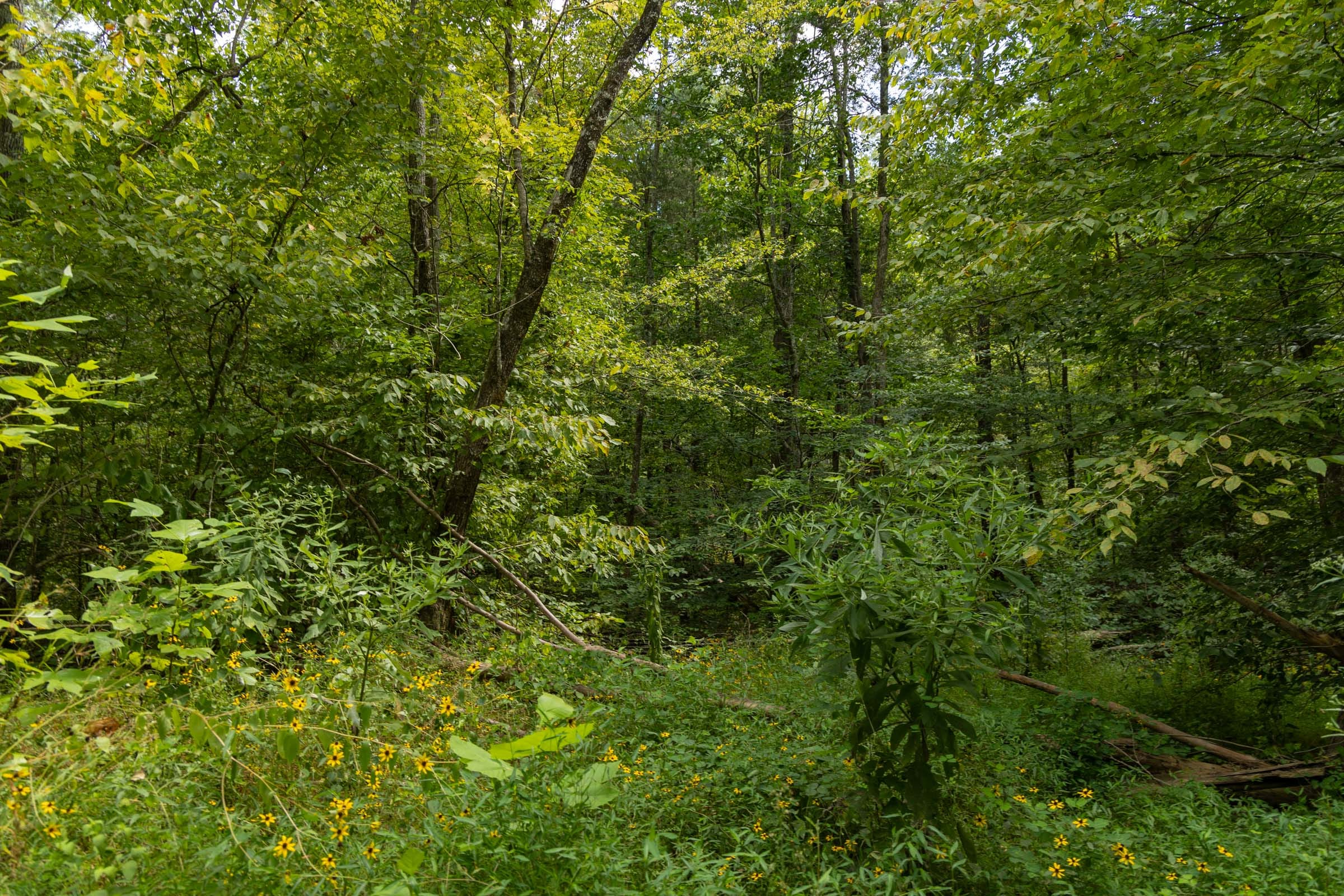 Tract 140 at Big White Oak in Perry County, Tennessee