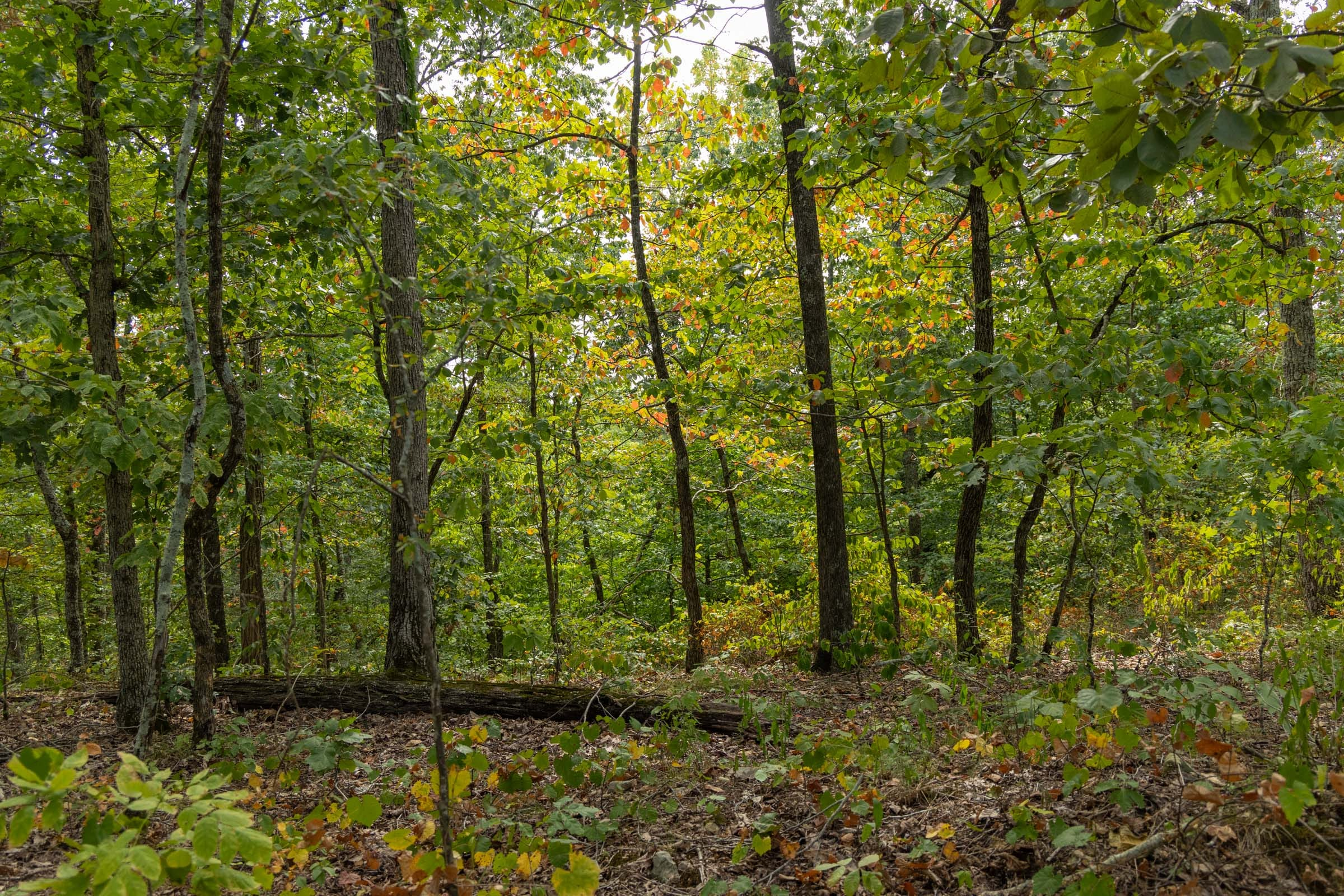 Tract 146 at Big White Oak in Perry County, Tennessee