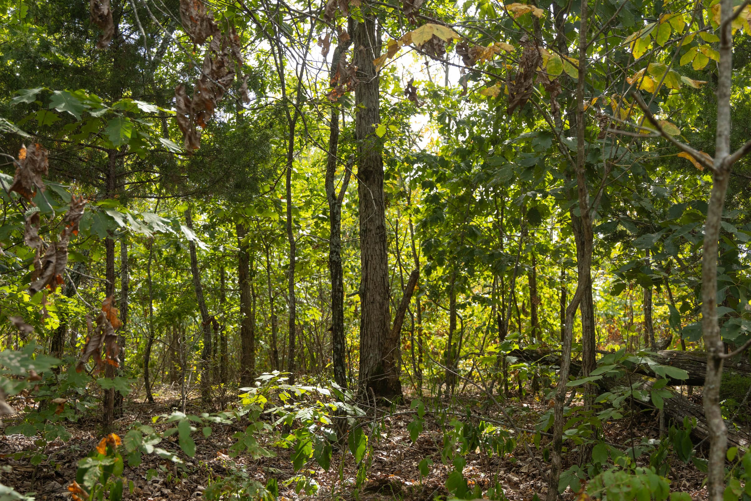 Tract 147 at Big White Oak in Perry County, Tennessee