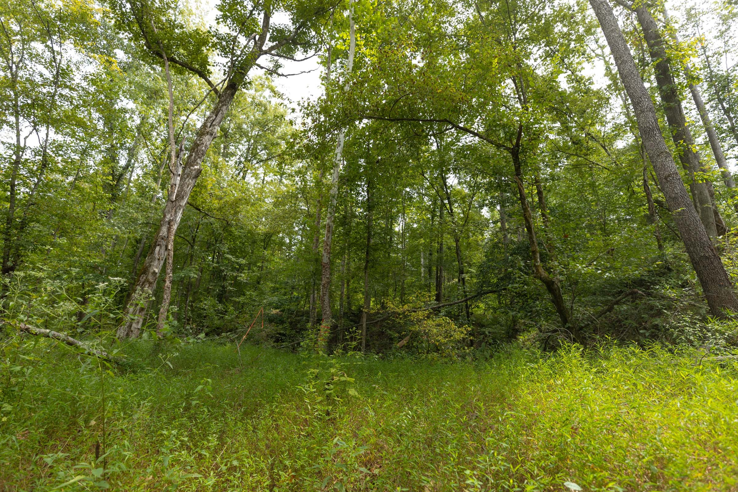 Tract 149 at Big White Oak in Perry County, Tennessee