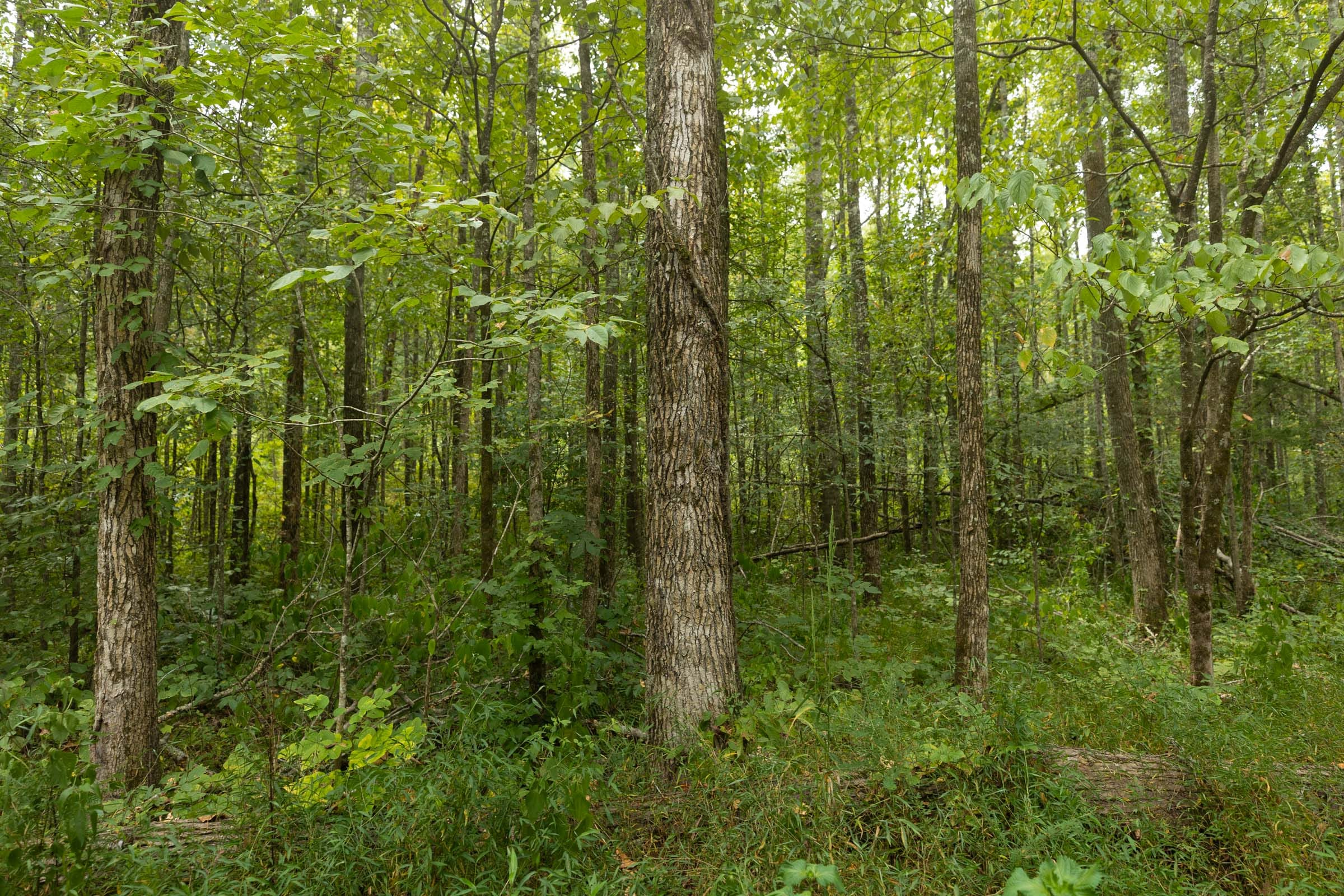 Tract 150 at Big White Oak in Perry County, Tennessee