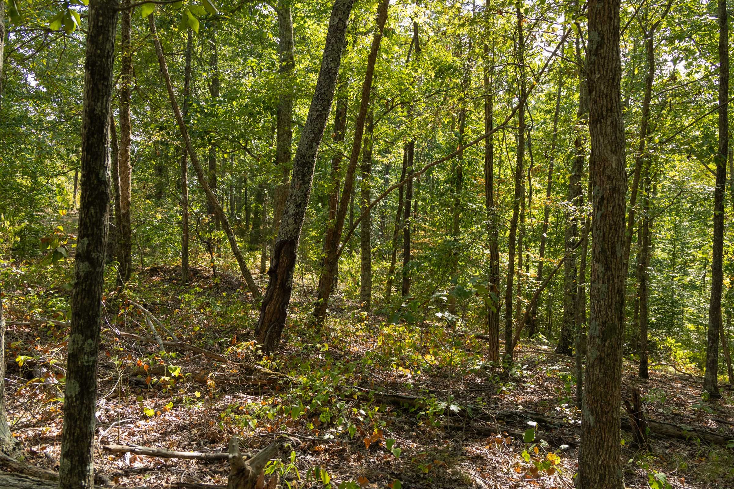 Tract 151 at Big White Oak in Perry County, Tennessee