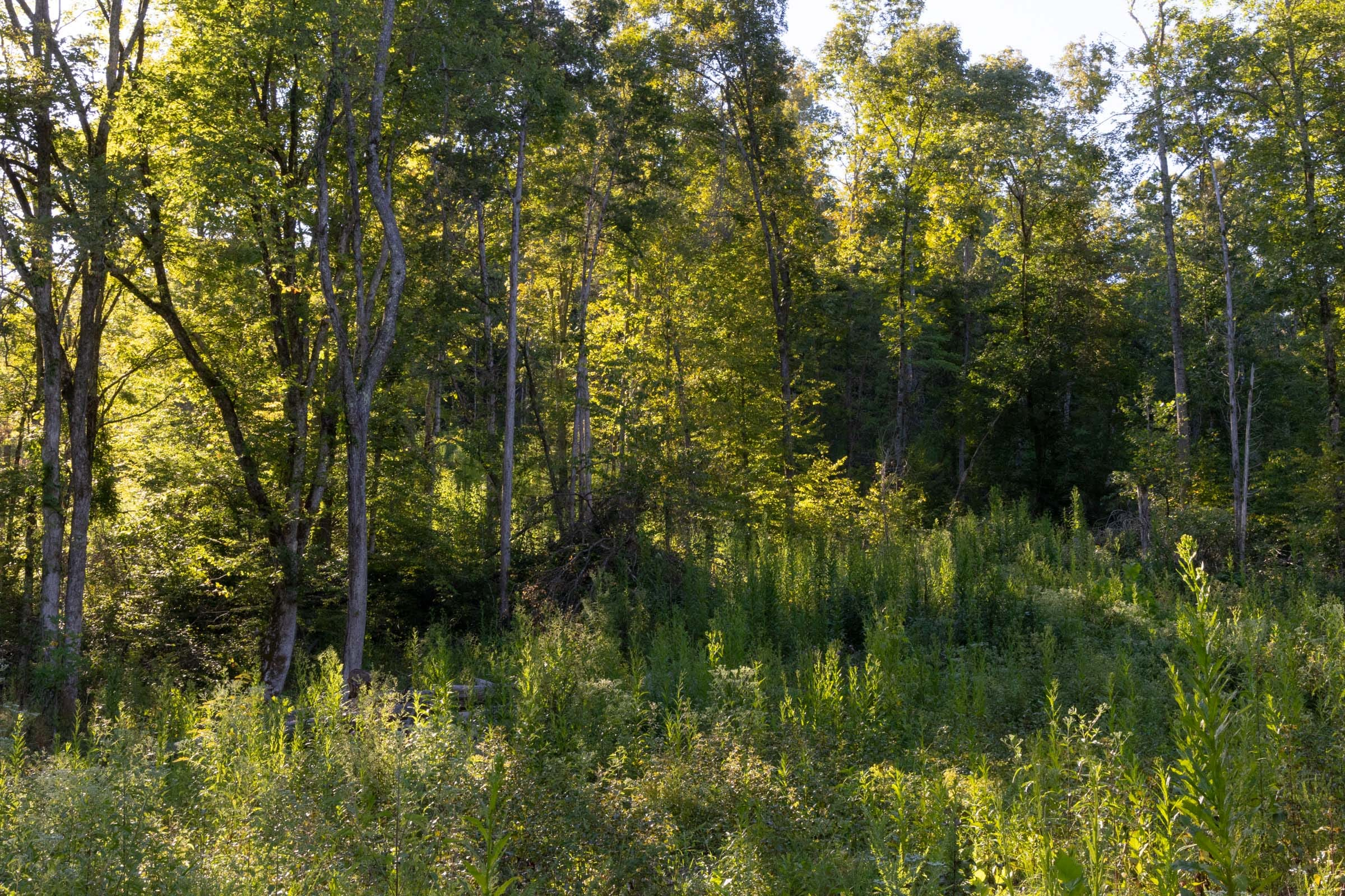 Tract 3 at Big White Oak in Perry County, Tennessee