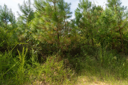 property photo for Big White Oak Tract 31, 6.33 acres for sale in Perry County, Tennessee