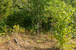 property photo for Big White Oak Tract 31, 6.33 acres for sale in Perry County, Tennessee