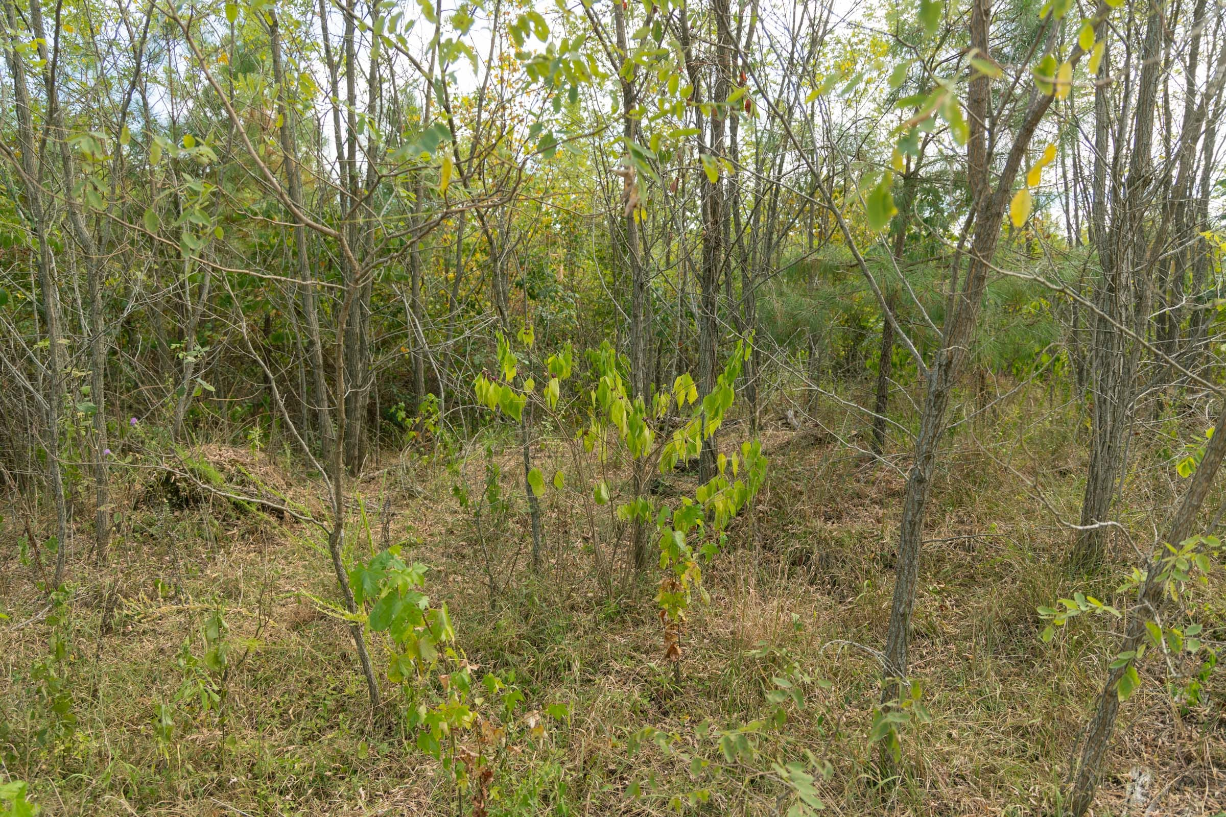 Tract 36 at Big White Oak in Perry County, Tennessee
