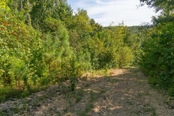 property photo for Big White Oak Tract 38, 5.76 acres for sale in Perry County, Tennessee