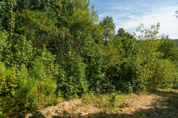property photo for Big White Oak Tract 38, 5.76 acres for sale in Perry County, Tennessee