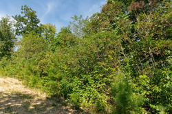 property photo for Big White Oak Tract 38, 5.76 acres for sale in Perry County, Tennessee